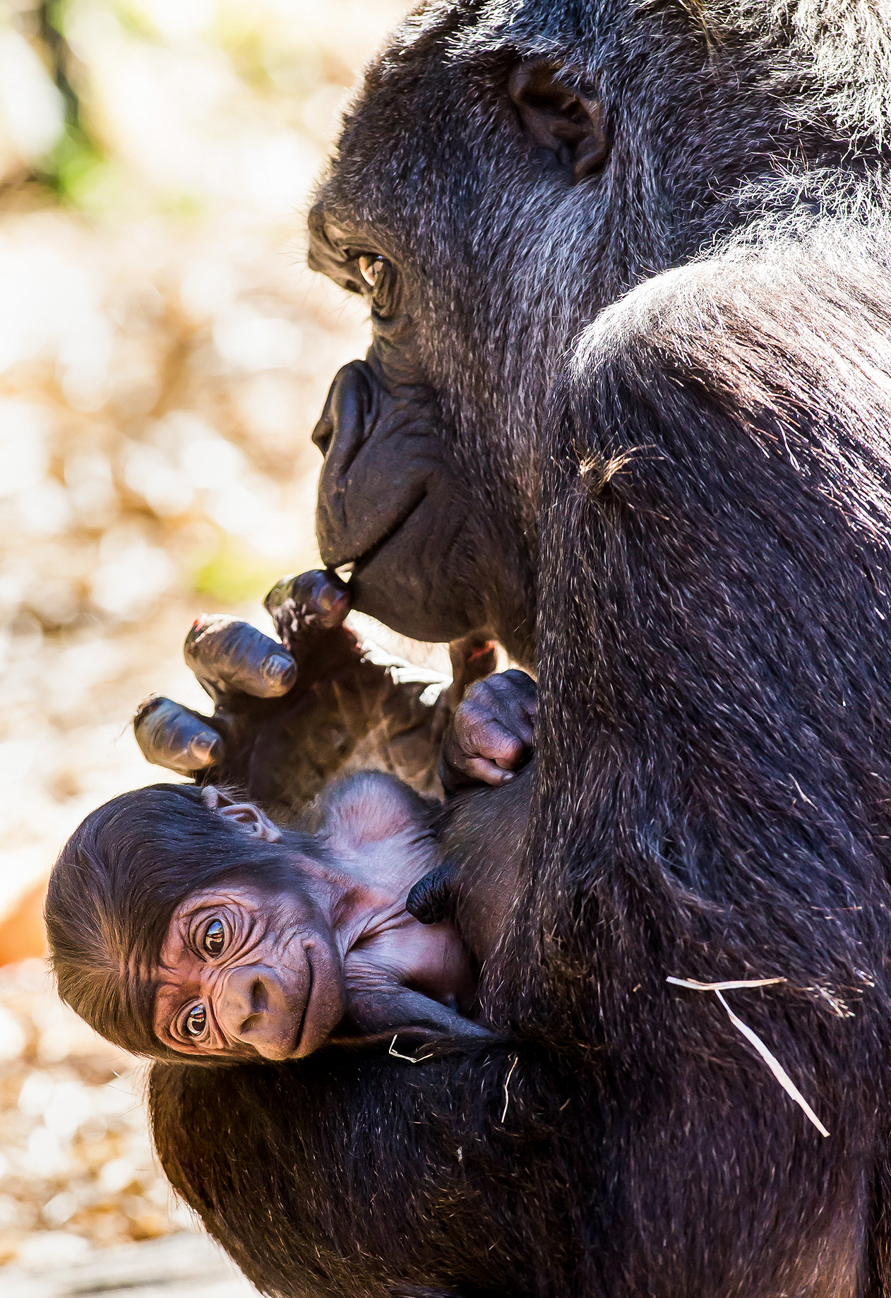 Taronga Zoo