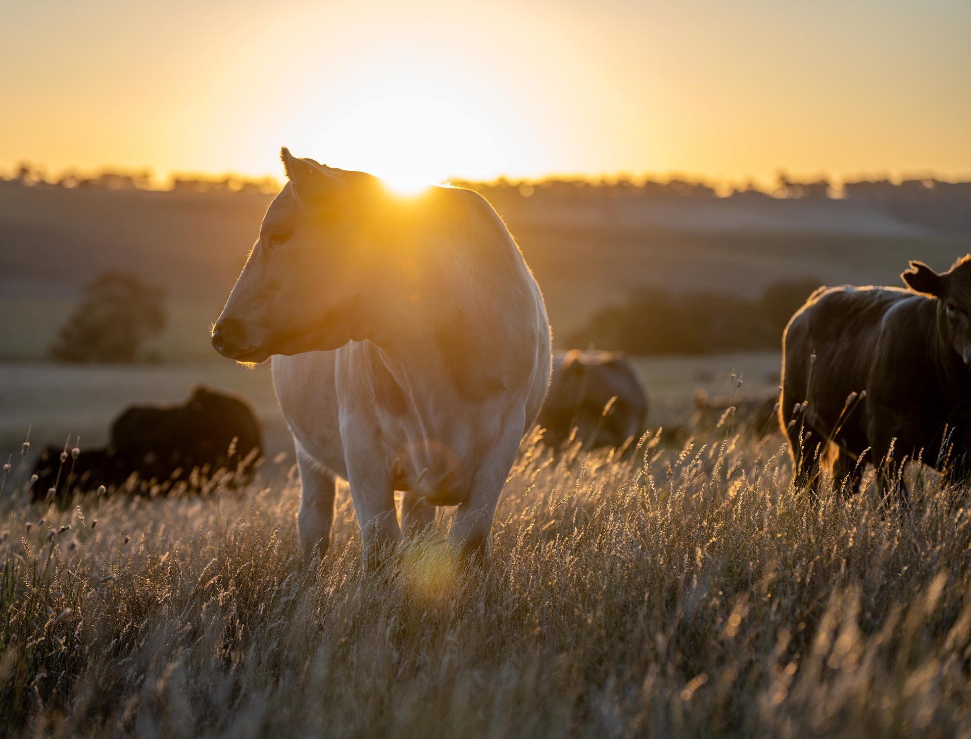 Aussie Beef