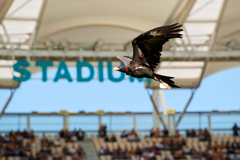 westcoasteagles